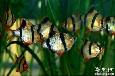 虎皮魚的飼養(yǎng)方法：關(guān)于虎皮魚的飼養(yǎng)方法 虎魚百科 第2張