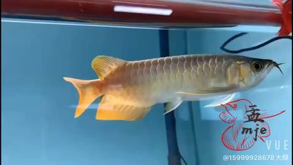 龍魚的飼養(yǎng)方法和注意事項(xiàng)：金龍魚的飼養(yǎng)方法 龍魚百科