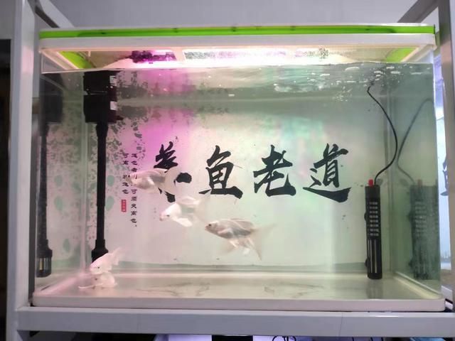 地圖魚(yú)撞魚(yú)缸的行為由多種因素引起搜索結(jié)果總結(jié)結(jié)果總結(jié)：地圖魚(yú)撞魚(yú)缸是怎么回事 魚(yú)缸百科 第3張