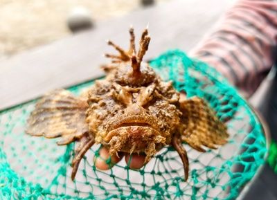 虎魚的飼養(yǎng)技巧和飼養(yǎng)技巧虎魚的飼養(yǎng)技巧虎魚的飼養(yǎng)技巧：如何選擇適合自己的虎魚 虎魚百科 第2張