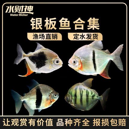 虎紋銀板魚的飼養(yǎng)技巧：虎紋銀板魚與其他銀板魚的區(qū)別虎紋銀板魚與其他銀板魚的區(qū)別 虎魚百科 第3張