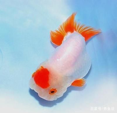 觀賞虎魚的飼養(yǎng)技巧和注意事項(xiàng)：觀賞虎魚的價(jià)格是一種觀賞價(jià)值高的魚類價(jià)格為28000元 虎魚百科 第1張