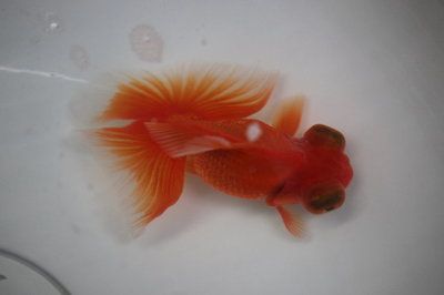 觀賞虎魚的飼養(yǎng)技巧和注意事項(xiàng)：觀賞虎魚的價(jià)格是一種觀賞價(jià)值高的魚類價(jià)格為28000元 虎魚百科 第2張