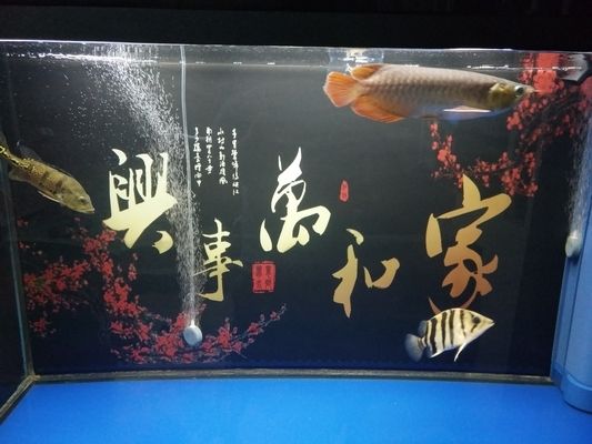 關(guān)刀魚的飼養(yǎng)技巧關(guān)刀魚的飼養(yǎng)技巧至關(guān)重要：關(guān)刀魚的全球分布 魚缸百科 第1張