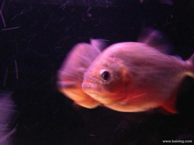 虎魚魚缸大小和諧選擇魚缸大小和諧共處，養(yǎng)魚老道的經(jīng)驗分享：如何選擇合適的魚缸大小 虎魚百科 第2張