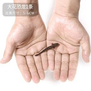 虎斑魚是一種適合家庭飼養(yǎng)的小型熱帶觀賞魚的小型熱帶觀賞魚：國王虎斑異型魚的飼養(yǎng)方法