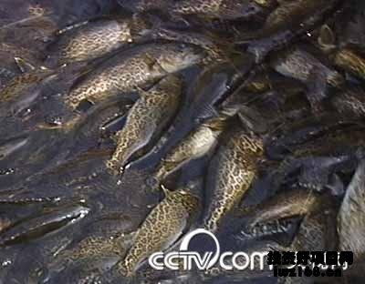 虎斑魚觀賞魚品種及其特點(diǎn)：虎斑魚觀賞魚市場(chǎng)的特點(diǎn)：虎斑魚是一種最受歡迎的觀賞魚 虎魚百科 第1張