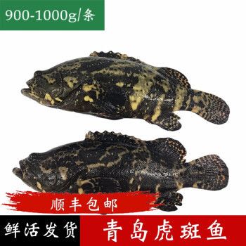 虎斑魚觀賞魚的價(jià)格：關(guān)于虎斑魚觀賞魚價(jià)格的問題 虎魚百科 第2張