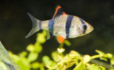 虎皮魚(yú)的飼養(yǎng)技巧虎皮魚(yú)的飼養(yǎng)技巧：虎皮魚(yú)的飼養(yǎng)技巧