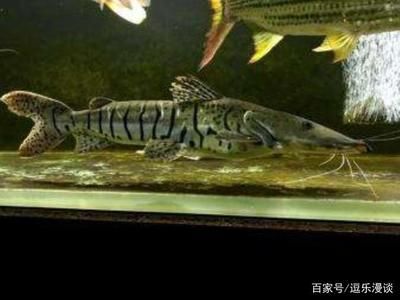 虎皮鴨嘴魚(yú)的飼養(yǎng)技術(shù)：全球熱帶淡水魚(yú)養(yǎng)殖現(xiàn)狀在全球范圍內(nèi) 虎魚(yú)百科 第1張