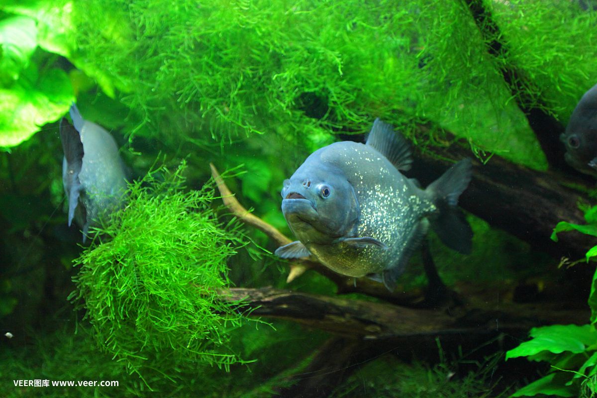 魔獸世界9.0刺鰭水虎魚(yú)餌獲取方法刺鰭水虎魚(yú)餌獲取方法：《魔獸世界》9.0刺鰭水虎魚(yú)刷新點(diǎn)位置一覽 虎魚(yú)百科 第4張