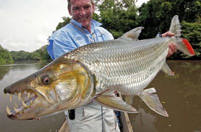 魔獸世界9.0刺鰭水虎魚餌獲取方法刺鰭水虎魚餌獲取方法：《魔獸世界》9.0刺鰭水虎魚刷新點(diǎn)位置一覽 虎魚百科 第3張