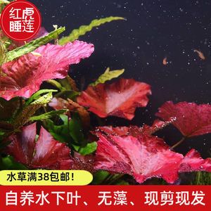 魚(yú)缸布景的技巧和注意事項(xiàng)：虎魚(yú)缸布景法打造美觀的水族環(huán)境  虎魚(yú)百科 第1張