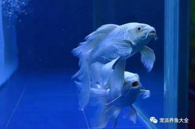 蝴蝶龍鯉魚缸里放什么魚清缸的養(yǎng)護(hù)秘籍探索如何正確養(yǎng)護(hù)觀賞魚：蝴蝶龍鯉魚缸放什么魚清缸