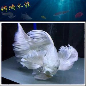 蝴蝶龍鯉魚缸里放什么魚清缸的養(yǎng)護(hù)秘籍探索如何正確養(yǎng)護(hù)觀賞魚：蝴蝶龍鯉魚缸放什么魚清缸