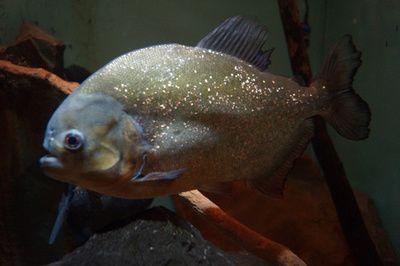 紅腹水虎魚的飼養(yǎng)方法：紅腹水虎魚怎么養(yǎng)？ 虎魚百科 第3張