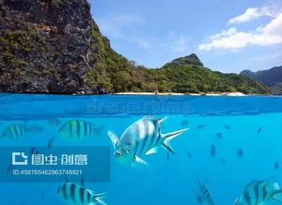 虎魚魚缸背景圖選擇虎魚缸背景圖的幾個(gè)原則：如何選擇虎魚的魚缸背景圖 虎魚百科 第3張