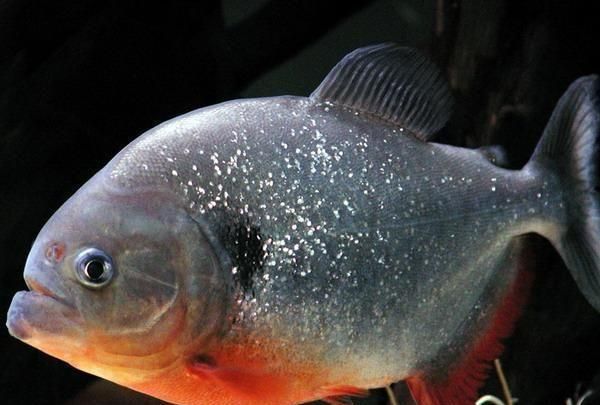 魚缸生態(tài)揭秘魚缸生態(tài)揭秘魚缸生態(tài)揭秘魚缸生態(tài)揭秘魚缸生態(tài)揭秘：虎皮魚為什么喜歡在魚缸上游？