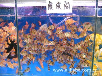 虎皮魚的飼養(yǎng)技巧，虎皮魚的繁殖秘籍：虎皮魚的生活習(xí)性和飼養(yǎng)要求從而確定合適的魚缸大小 虎魚百科 第3張