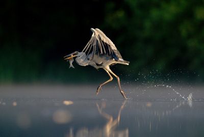 虎紋銀板魚虎紋銀板魚虎紋銀板魚養(yǎng)殖技術虎紋銀板魚：虎紋銀板魚、虎紋銀板魚、虎皮銀板魚、虎皮銀板魚