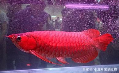 銀龍魚是熱帶魚嗎？：銀龍魚pk食人魚pk食人魚，銀龍魚pk食人魚， 龍魚百科