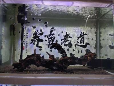 河蚌在魚(yú)缸中的喂養(yǎng)：關(guān)于河蚌在魚(yú)缸中喂養(yǎng)的一些詳細(xì)信息 魚(yú)缸百科 第2張