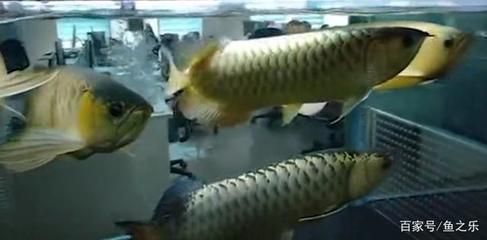 龍魚掉眼睛怎么避免龍魚掉眼睛，怎么預防龍魚掉眼睛：如何防止龍魚掉眼 龍魚百科