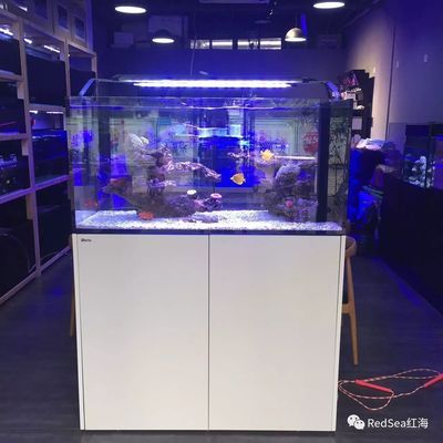 紅海魚(yú)缸reefer和max都是以色列高品質(zhì)珊瑚礁巖系統(tǒng)：紅海魚(yú)缸reefer和max各有特色 魚(yú)缸百科 第2張