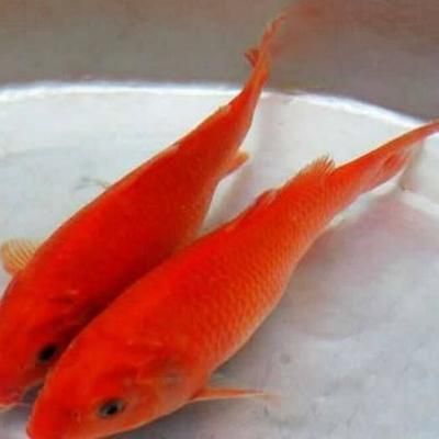 紅鯉魚的起源與分布：養(yǎng)殖紅鯉魚的注意事項(xiàng) 魚缸百科 第2張