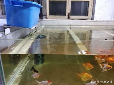 換水后魚缸壁上的氣泡通常是由多種原因造成的：換水后魚缸壁上出現(xiàn)氣泡怎么辦？ 魚缸百科 第2張