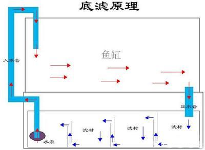 怎樣在底濾魚缸中培養(yǎng)硝化細菌：如何在底濾魚缸中培養(yǎng)硝化細菌 魚缸百科 第3張