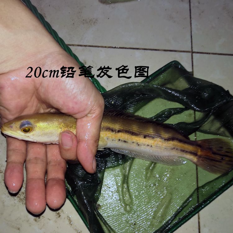 雷龍魚起源與進化：雷龍魚的起源與進化