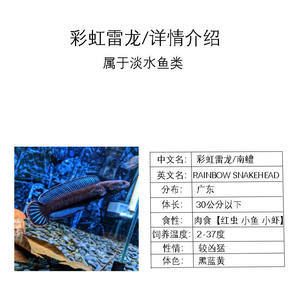 雷龍魚起源與進(jìn)化：雷龍魚的起源與進(jìn)化 龍魚百科 第4張