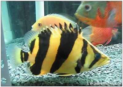 魚缸品牌有哪些？：口碑最好的魚缸、森森（sunsun）魚缸、意牌yee魚缸