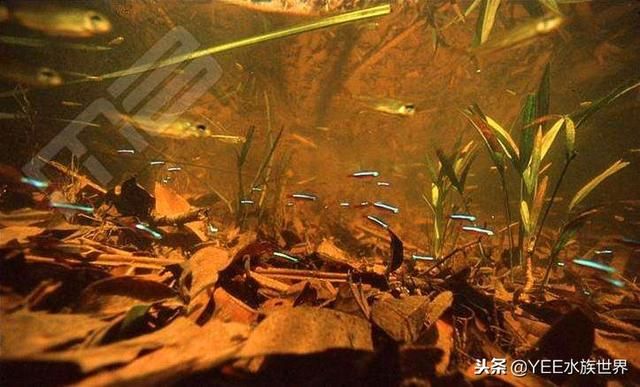 底濾魚缸水黃需要換水嗎魚缸水黃怎么辦：底濾魚缸水發(fā)黃怎么辦,魚缸水發(fā)黃怎么辦底濾魚缸水黃怎么辦 魚缸百科 第4張