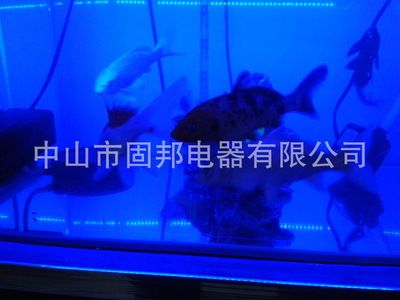 紅龍魚的魚缸燈晚上開著燈光對紅龍魚的生活習(xí)性和燈光的影響：紅龍魚燈光配置指南 龍魚百科 第2張