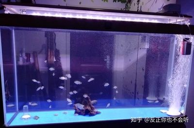 魚缸加熱棒選擇底濾魚缸加熱棒品牌推薦28篇：底濾魚缸加熱棒推薦