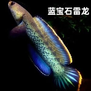 幻彩藍(lán)寶石雷龍魚(yú)缸大小的飼養(yǎng)技巧雷龍魚(yú)的飼養(yǎng)技巧：幻彩藍(lán)寶石雷龍魚(yú)的飼養(yǎng)