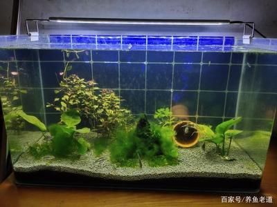 過濾好的魚缸需要定期更換部分舊水嗎？：過濾好的魚缸需要定期更換部分舊水