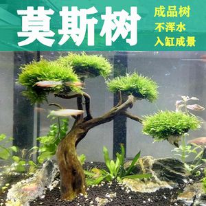 迎客松適合放入海景魚缸造景嗎？：水草缸與海景魚缸的區(qū)別 魚缸百科 第4張