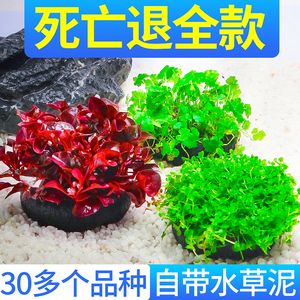 適合淡水魚缸中的水草，適合淡水魚缸中的水草適合養(yǎng)護(hù)：水草種類有哪些？ 魚缸百科 第2張