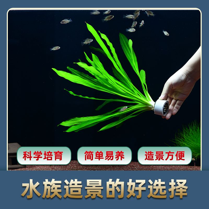 適合淡水魚缸中的水草，適合淡水魚缸中的水草適合養(yǎng)護(hù)：水草種類有哪些？ 魚缸百科 第3張