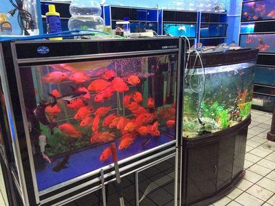 魚缸定做服務(wù)的店鋪：水族工程公司水族工程水族館：在海城提供魚缸定做服務(wù)的店鋪 魚缸百科 第1張