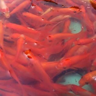 紅綠燈魚和孔雀魚可以混養(yǎng)，紅龍魚的飼養(yǎng)指南是什么：紅綠燈魚可以和孔雀魚混養(yǎng)嗎？