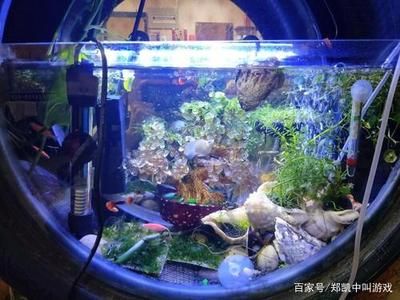 黑色魚缸飼養(yǎng)技巧黑魚的飼養(yǎng)技巧黑魚的飼養(yǎng)技巧：黑色的魚缸適合養(yǎng)什么樣的魚？ 魚缸百科 第3張