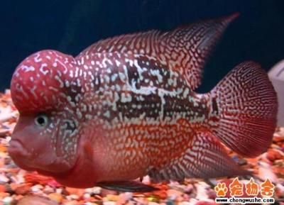 羅漢魚的飼養(yǎng)技巧和注意事項：羅漢魚的混養(yǎng)技巧 魚缸百科 第3張