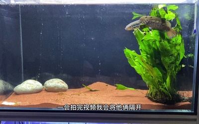 鬼王雷龍魚的飼養(yǎng)技巧鬼王雷龍魚的飼養(yǎng)技巧和技巧：養(yǎng)鬼王雷龍魚的飼養(yǎng)技巧鬼王雷龍魚的飼養(yǎng)技巧和技巧