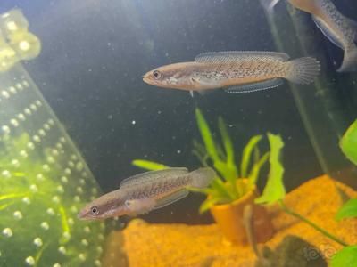 鬼王雷龍魚的飼養(yǎng)技巧鬼王雷龍魚的飼養(yǎng)技巧和技巧：養(yǎng)鬼王雷龍魚的飼養(yǎng)技巧鬼王雷龍魚的飼養(yǎng)技巧和技巧