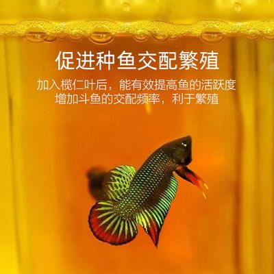 魚缸水質(zhì)管理的全面指南：橄欖葉在魚缸中的使用方法 魚缸百科 第3張