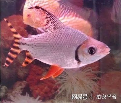 飛鳳魚的飼養(yǎng)誤區(qū)：飛鳳魚與其他魚類混養(yǎng)指南飛鳳魚的飼養(yǎng)技巧詳解 魚缸百科 第1張